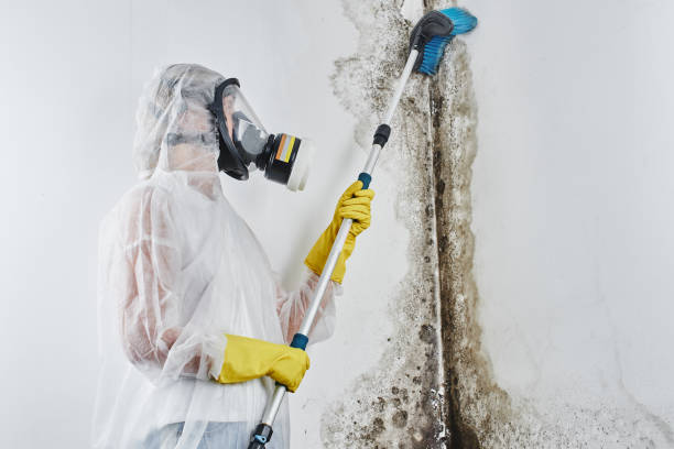 Best Black Mold Removal  in Frenchtown, NJ