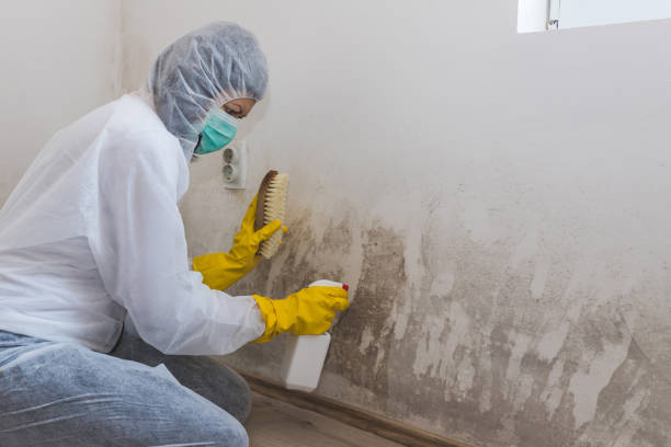 Best Mold Remediation for Vacation Homes  in Frenchtown, NJ